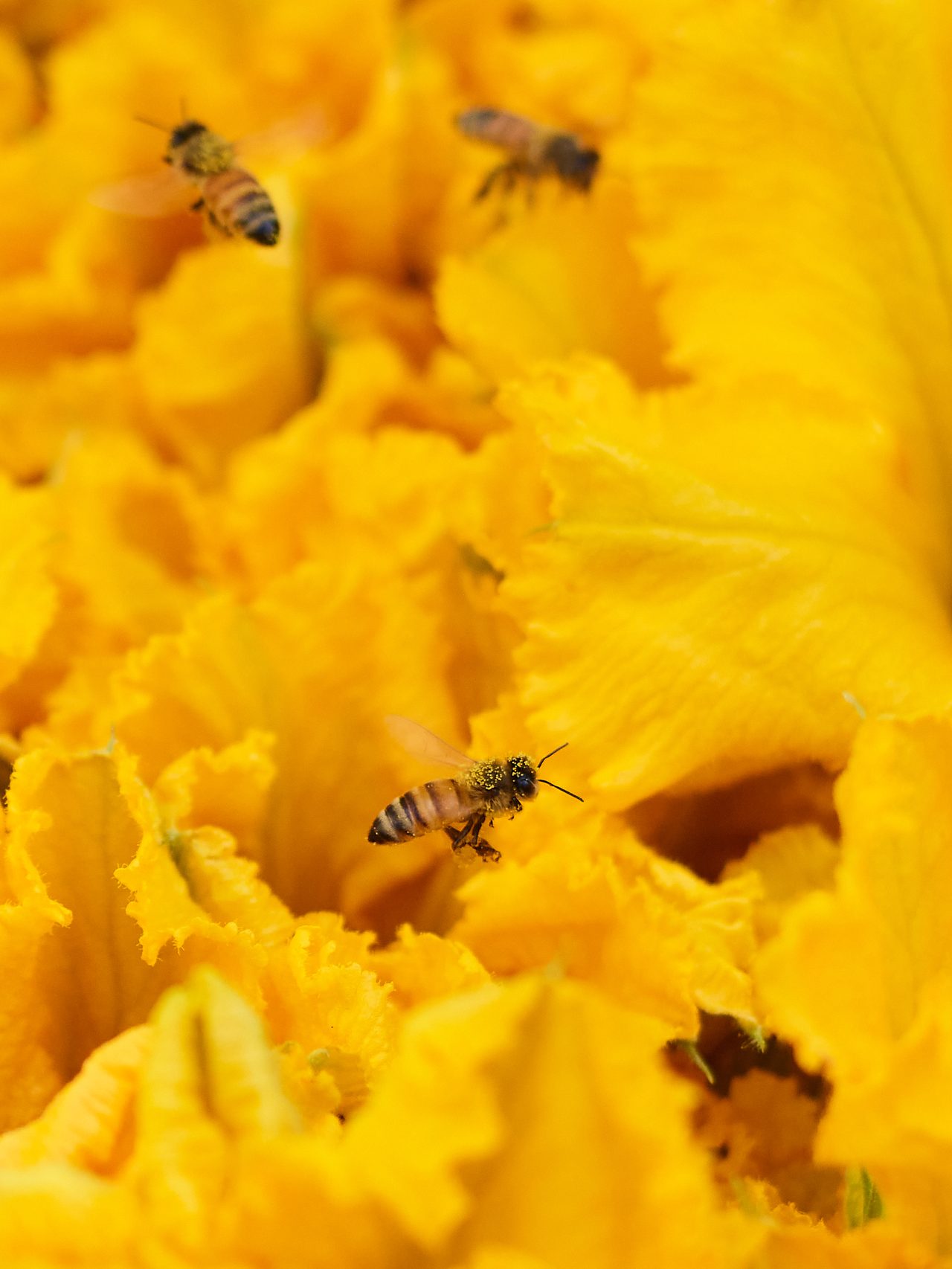 Bee in Flight