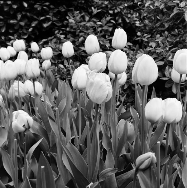 Letter from the Editor: Flowers and Photos with a Capital H